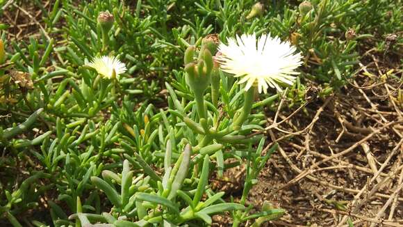 Imagem de Mesembryanthemum splendens subsp. splendens