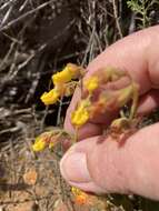 Image of Hermannia multiflora Jacq.