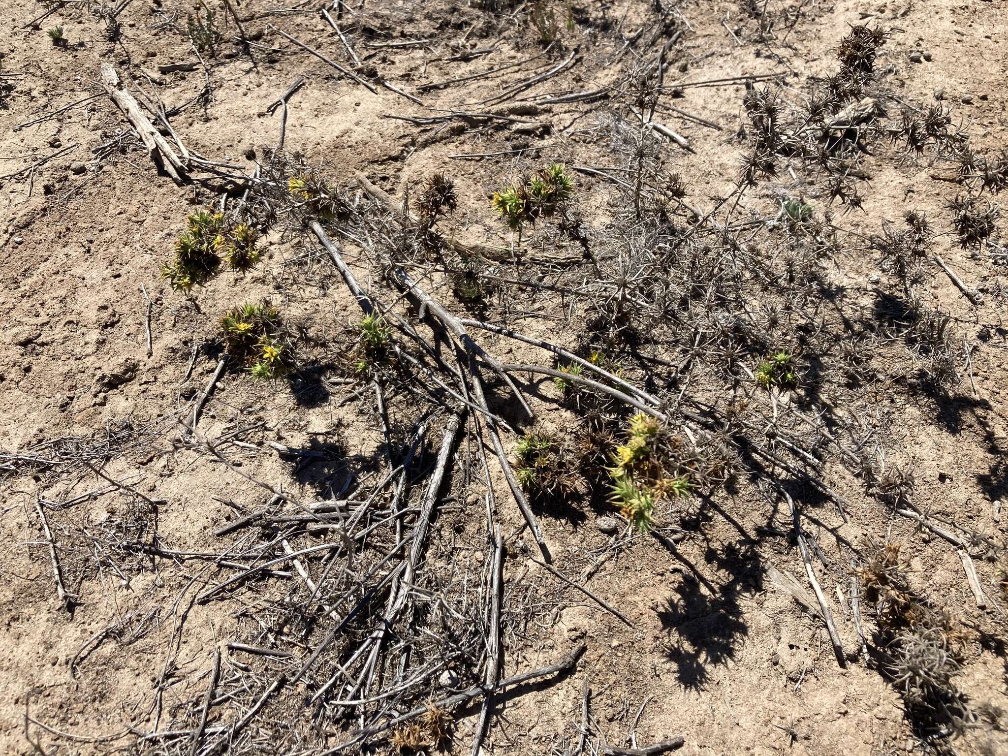 Image of Centromadia perennis Greene