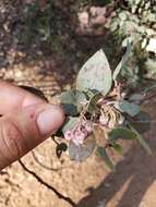 Arctostaphylos viscida subsp. viscida resmi