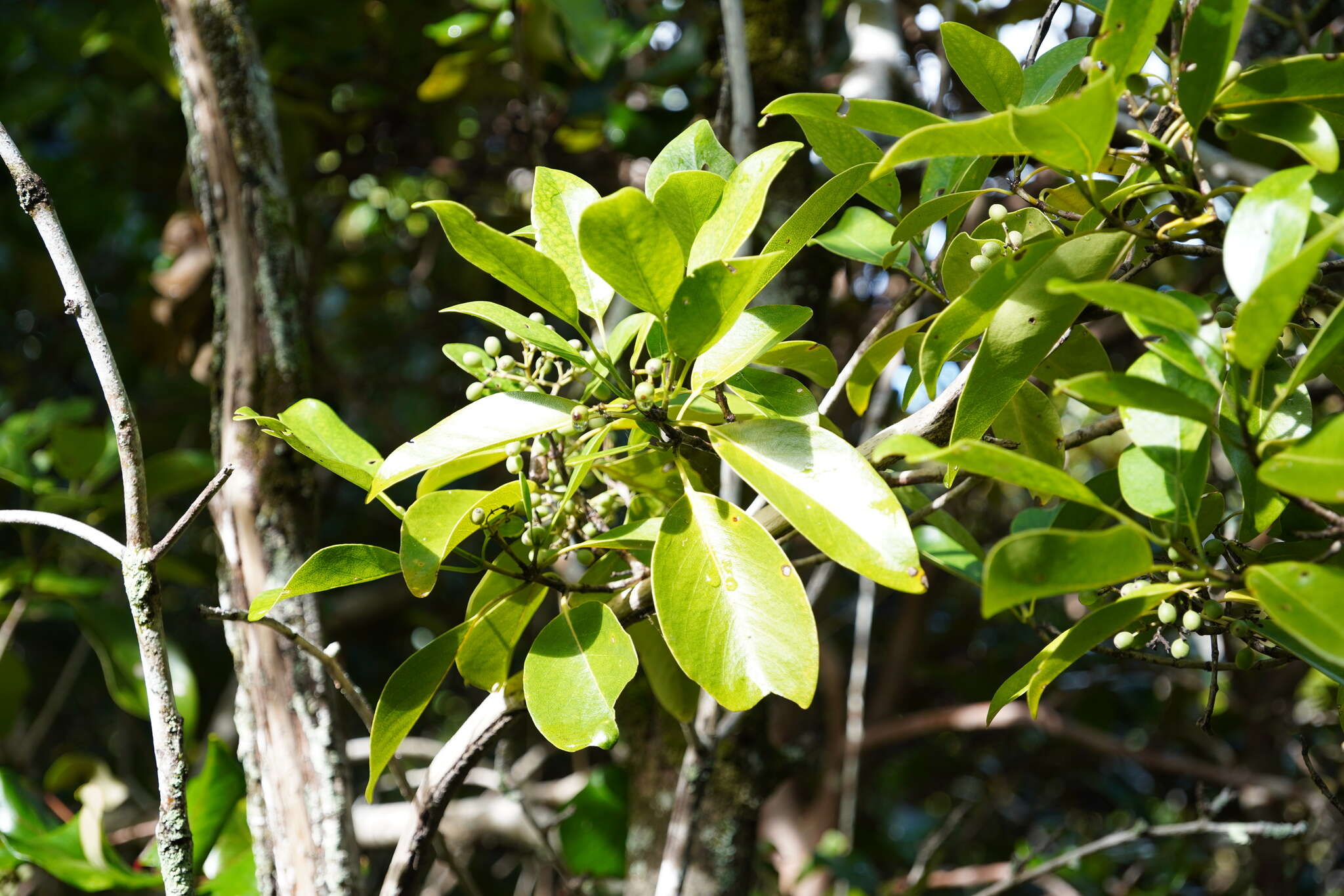 Coptosperma borbonicum (Hend. & Andr. Hend.) De Block resmi