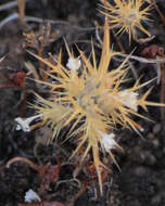 Image de Navarretia intertexta subsp. propinqua (Suksd.) A. G. Day