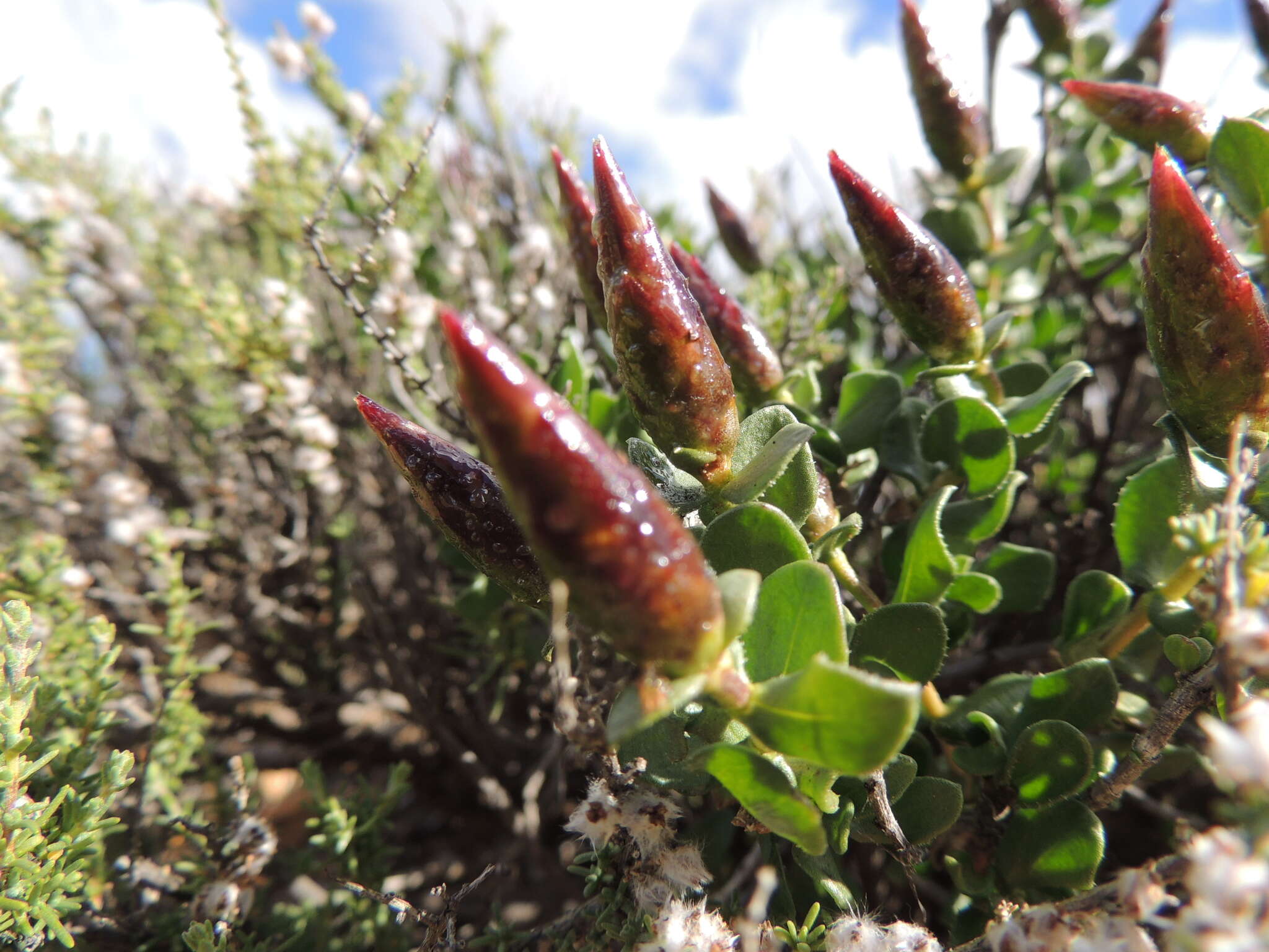 Image of Pteronia adenocarpa Harv.