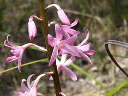 Plancia ëd Dipodium roseum D. L. Jones & M. A. Clem.