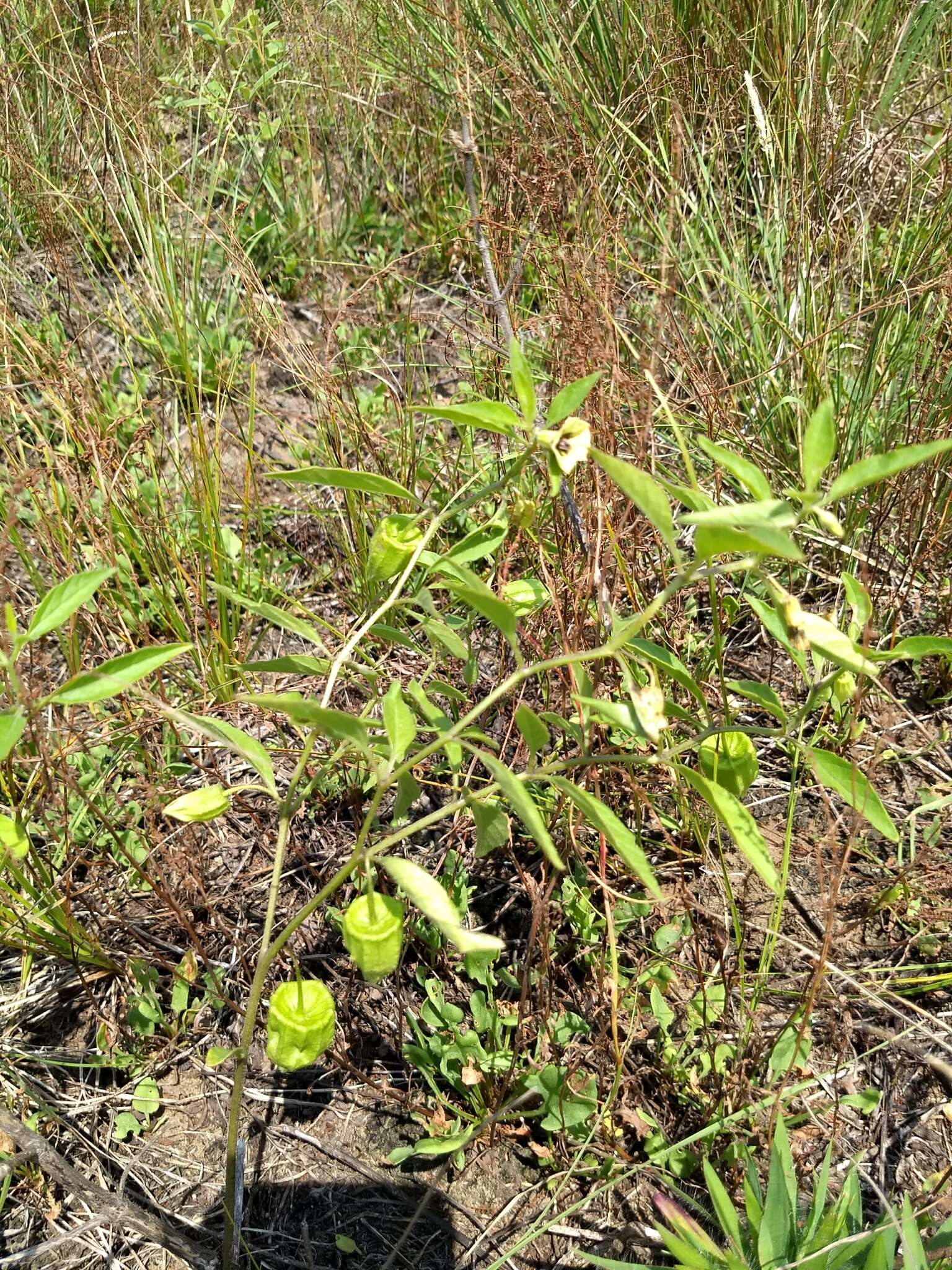 Physalis virginiana Mill.的圖片