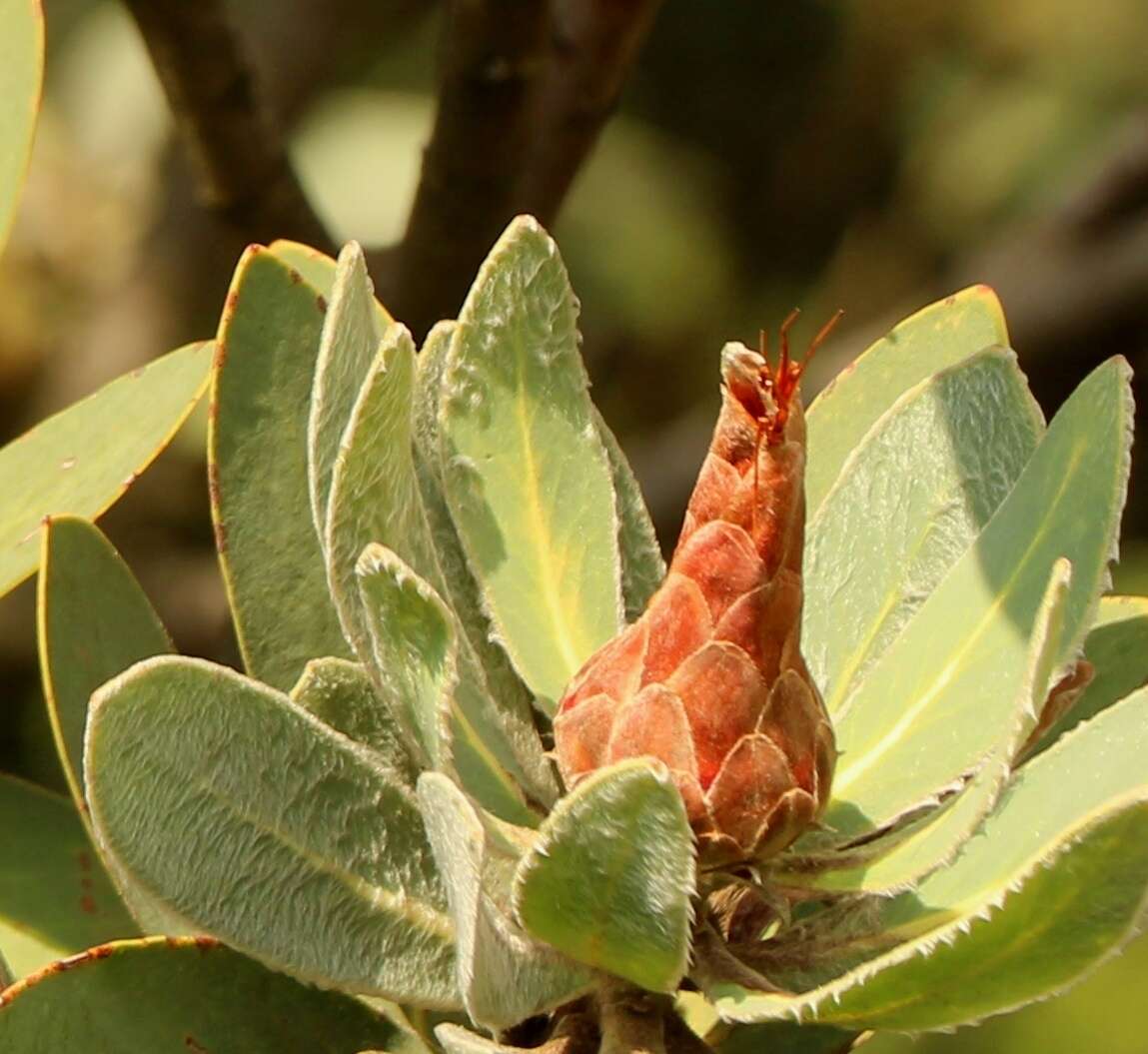 Plancia ëd Protea subvestita N. E. Br.