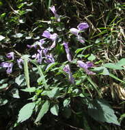 Image de Plectranthus saccatus subsp. saccatus