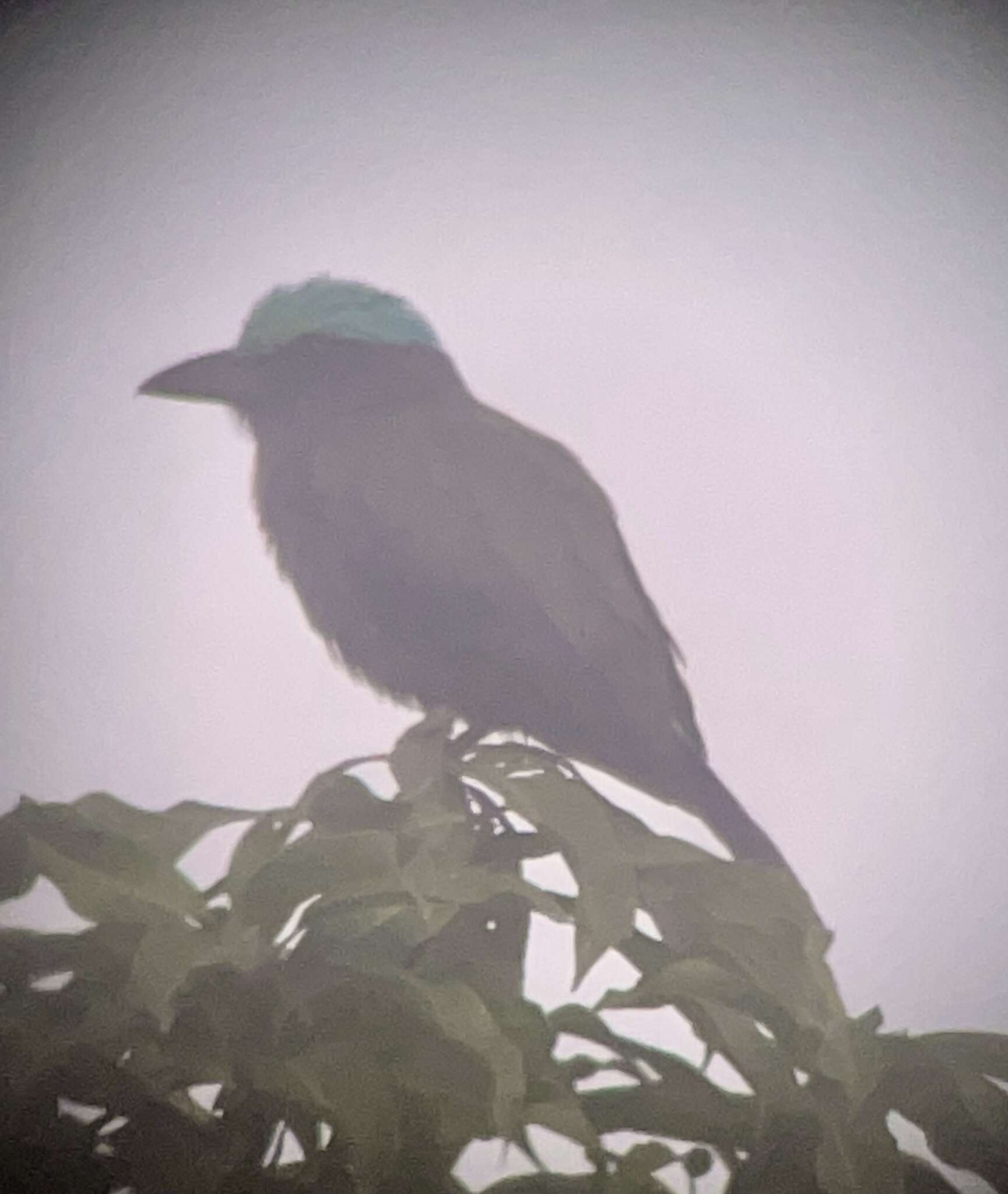 Image of Purple-winged Roller