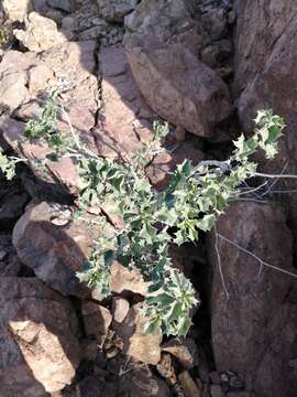 Image of Cnidoscolus palmeri (S. Watson) Rose