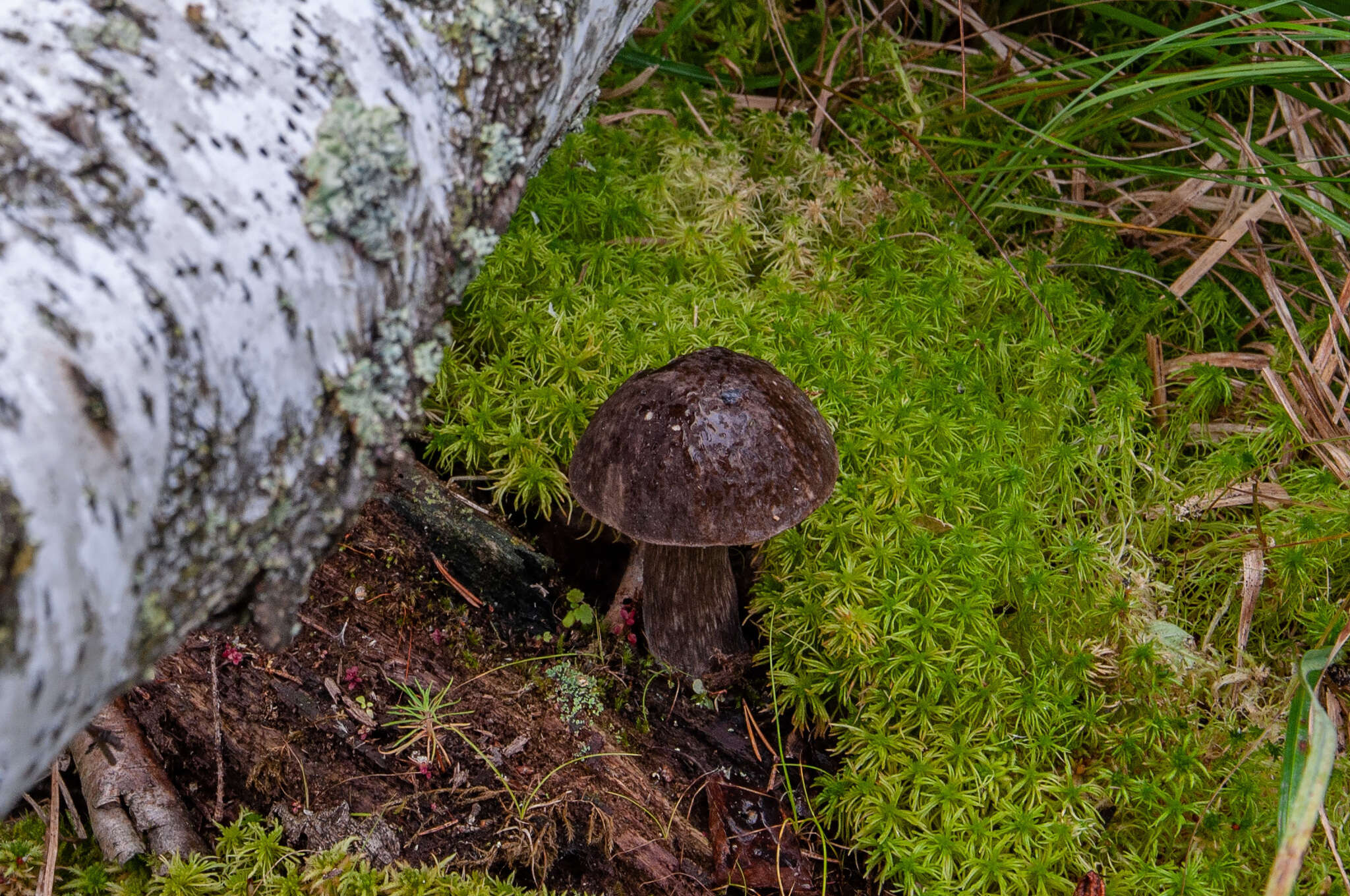 Image of Leccinum melaneum (Smotl.) Pilát & Dermek 1974