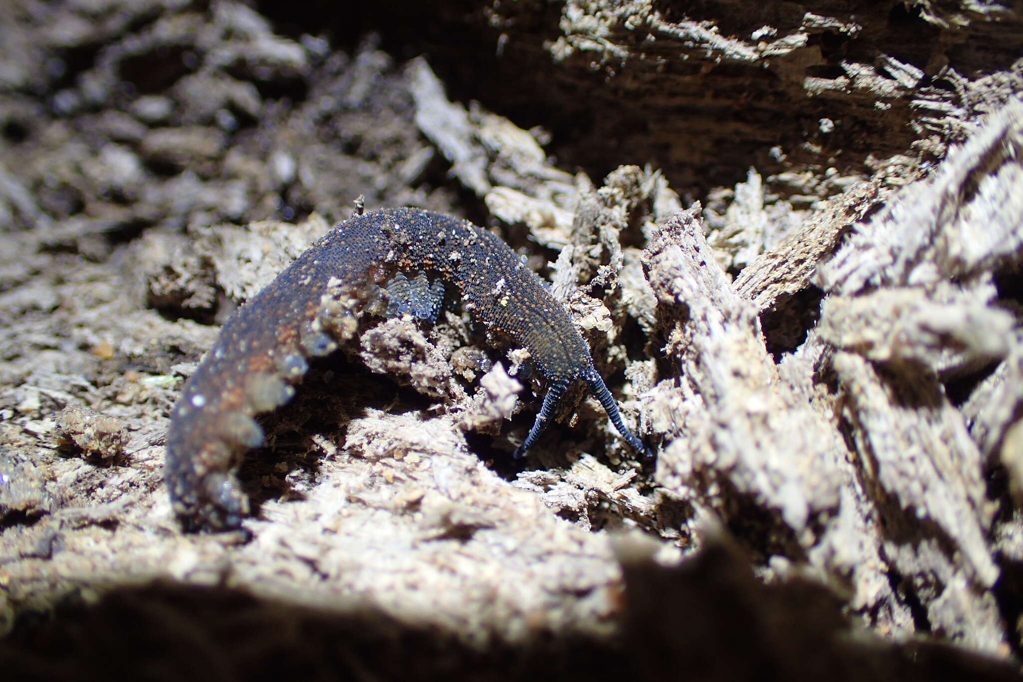 Image of Austroperipatus Baehr 1977