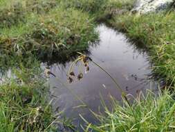 Imagem de Scirpus maximowiczii C. B. Clarke