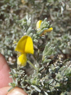 Слика од Aspalathus pedunculata Houtt.