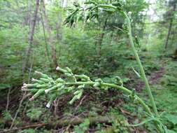 Image of tall blue lettuce