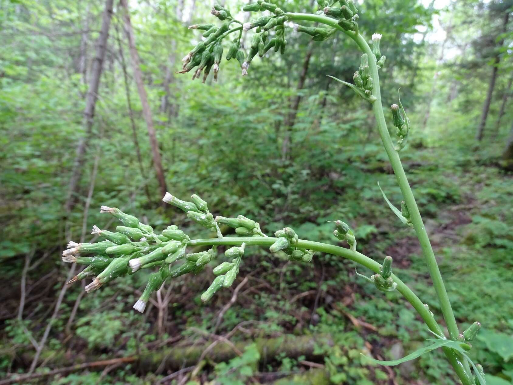 Image of tall blue lettuce