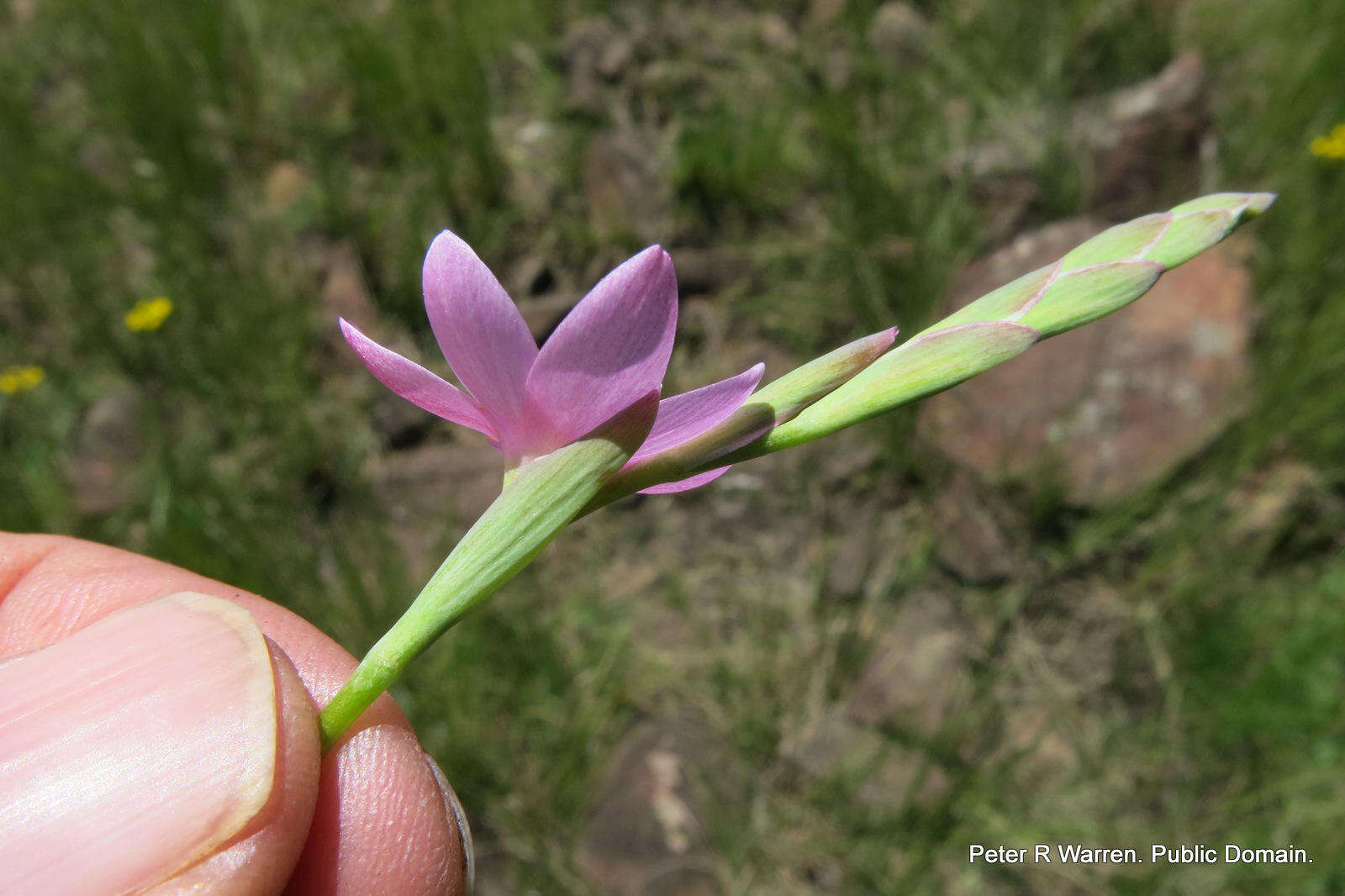 Plancia ëd Hesperantha baurii subsp. baurii