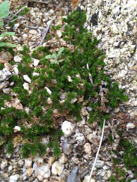 Image of desert spikemoss