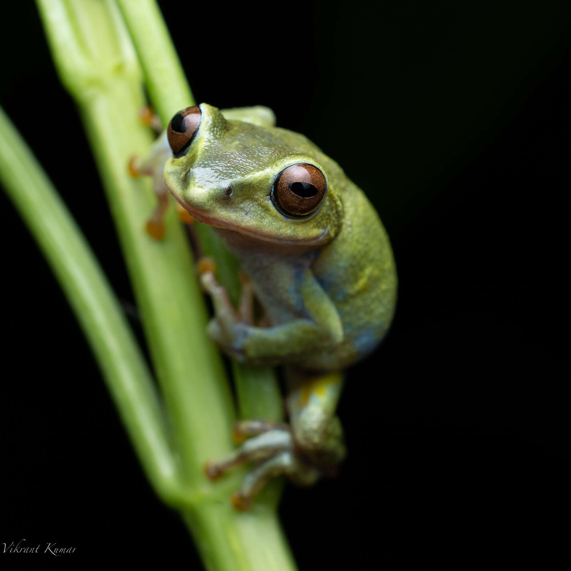 Image of Beddome's bubble-nest frog