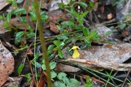 Image of Hibbertia appressa H. R. Toelken