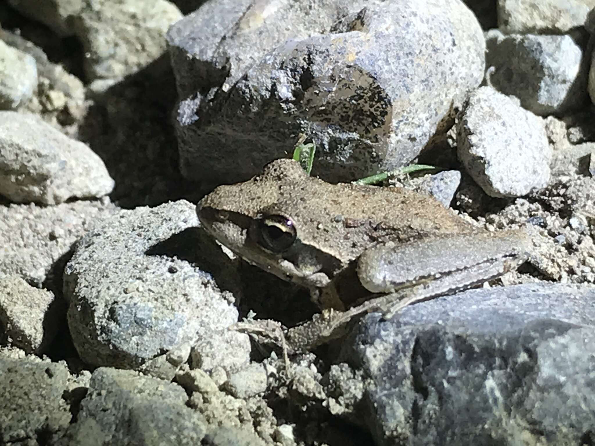 Litoria latopalmata Günther 1867的圖片