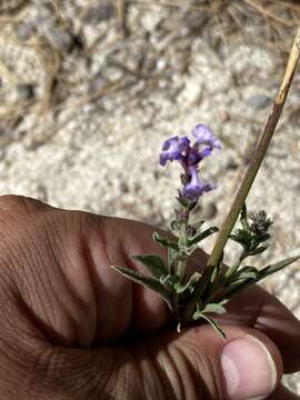 Image de Verbena simplex var. orcuttiana (L. M. Perry) N. O'Leary