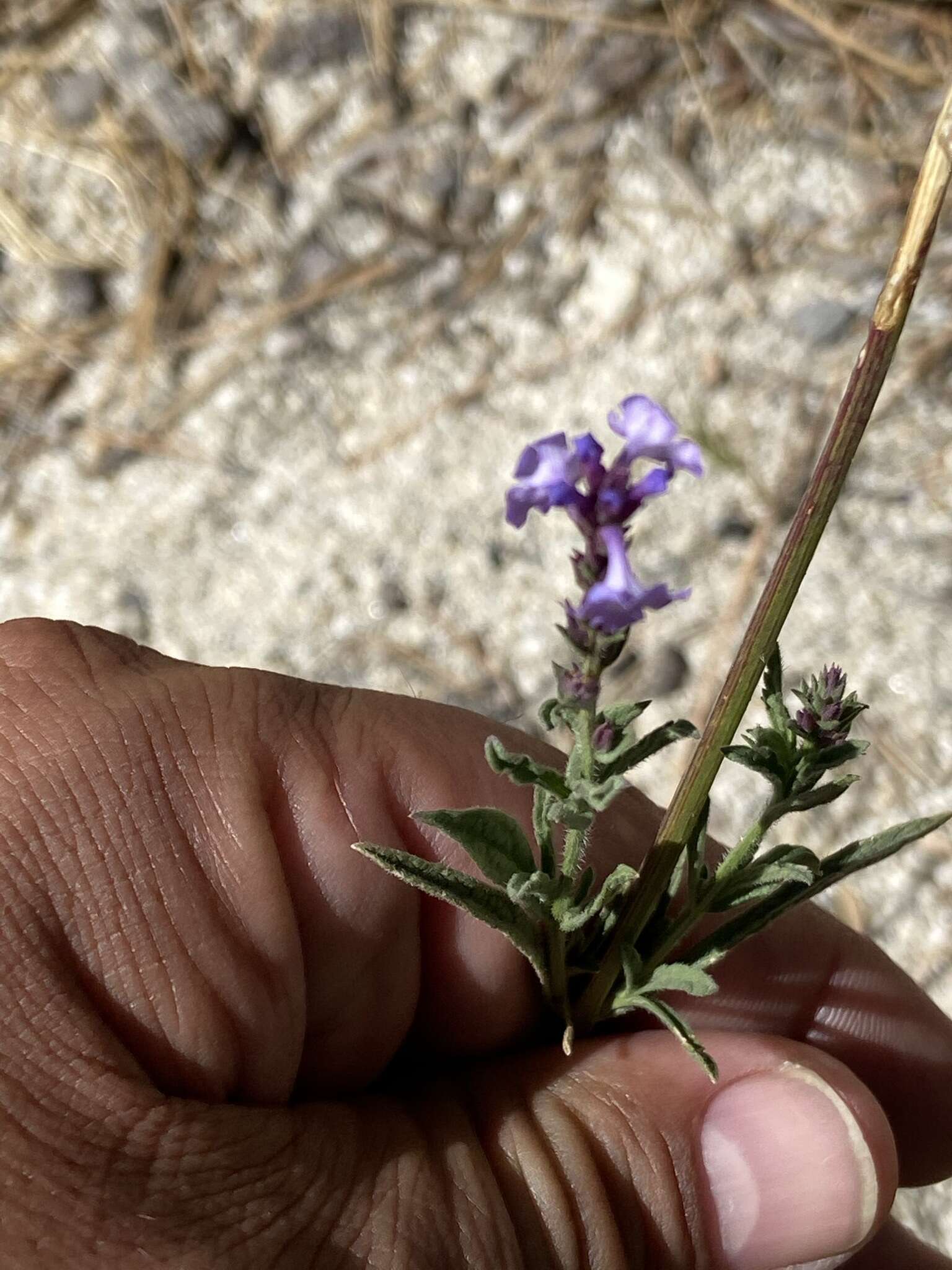 Image de Verbena simplex var. orcuttiana (L. M. Perry) N. O'Leary