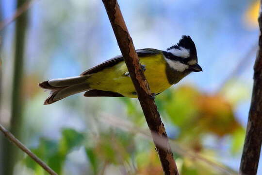 Imagem de Falcunculidae