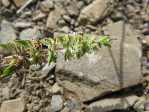 Image of Minthostachys acutifolia Epling