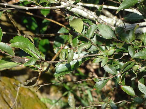 Image of Photinia