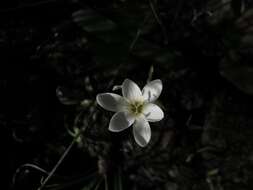 Geissorhiza bolusii Baker的图像