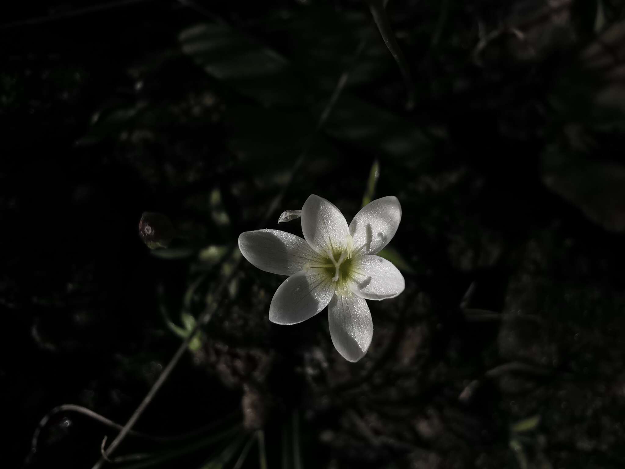 Geissorhiza bolusii Baker的图像