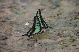 Image of Glassy Bluebottle Butterfly