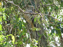 Image of Pacific Baza