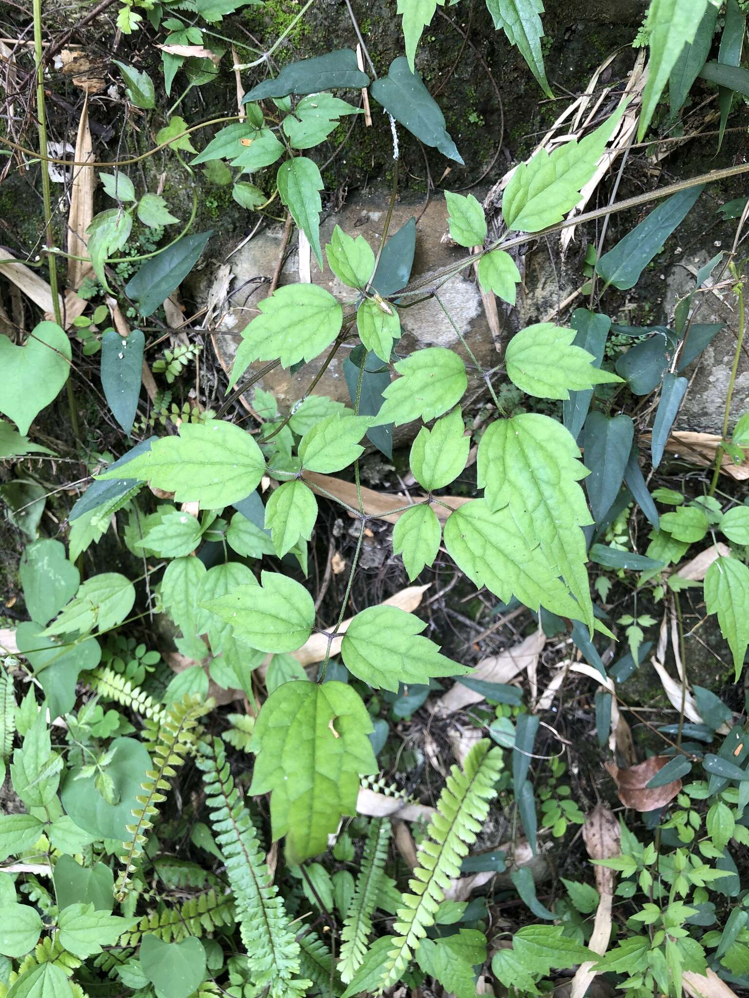 Image of Clematis grata Wall.