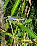 Image of Misfit Leaf Frog