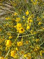 Image of Senna artemisioides subsp. filifolia