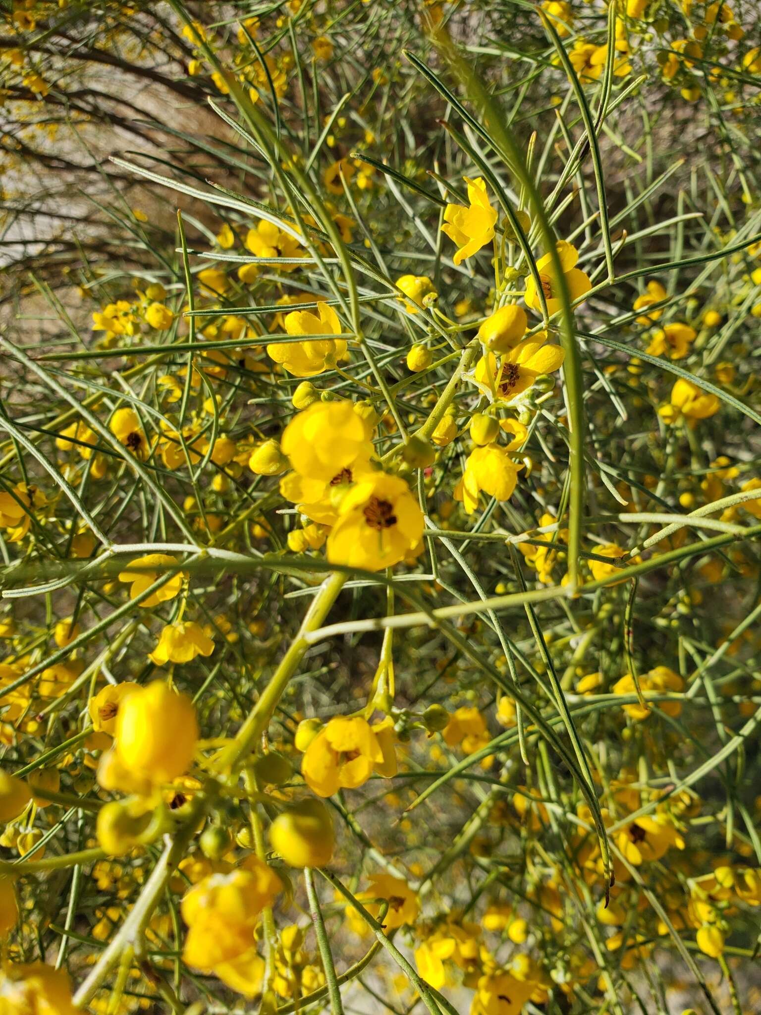 Image of Senna artemisioides subsp. filifolia