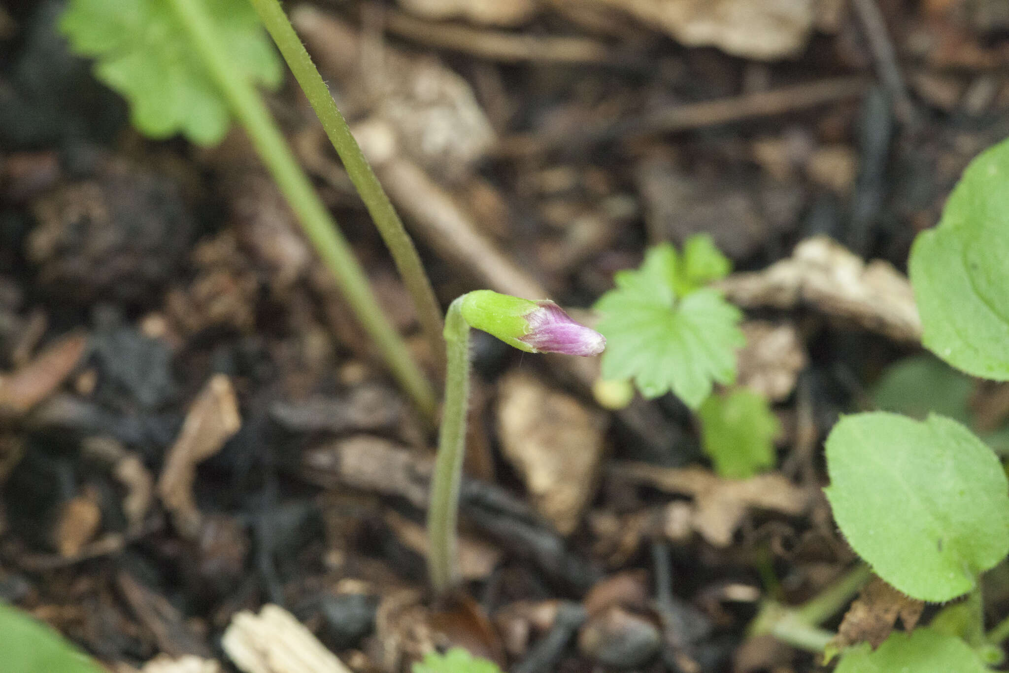 Sivun Oxalis obtriangulata Maxim. kuva