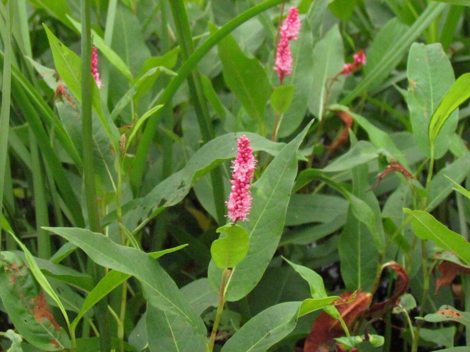 Sivun Persicaria amphibia var. emersa (Michx.) J. C. Hickman kuva