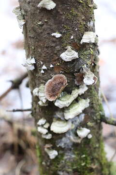 Image of Brown Purplepore Bracket