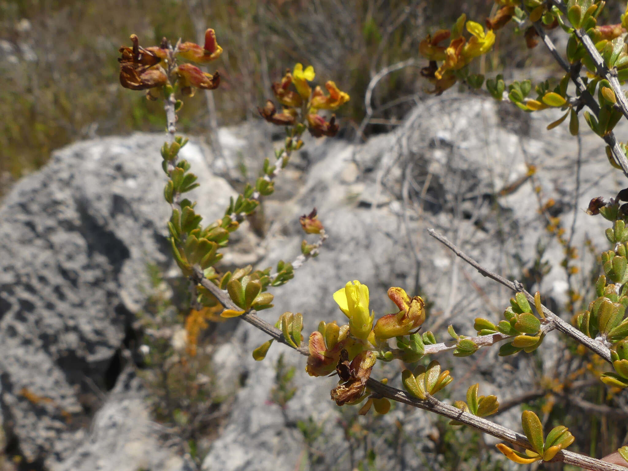 Image of Limestone Pennypea