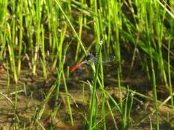 Image of Eastern Pygmyfly