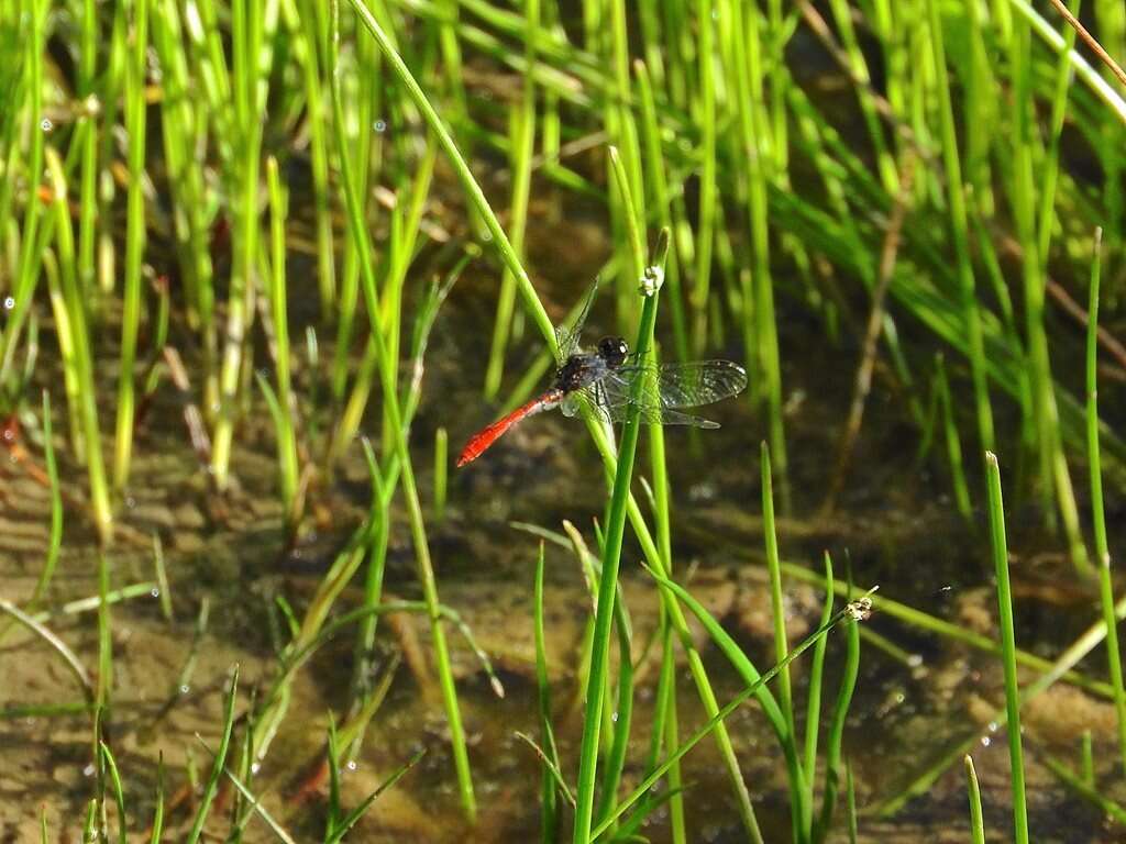 Image of Eastern Pygmyfly