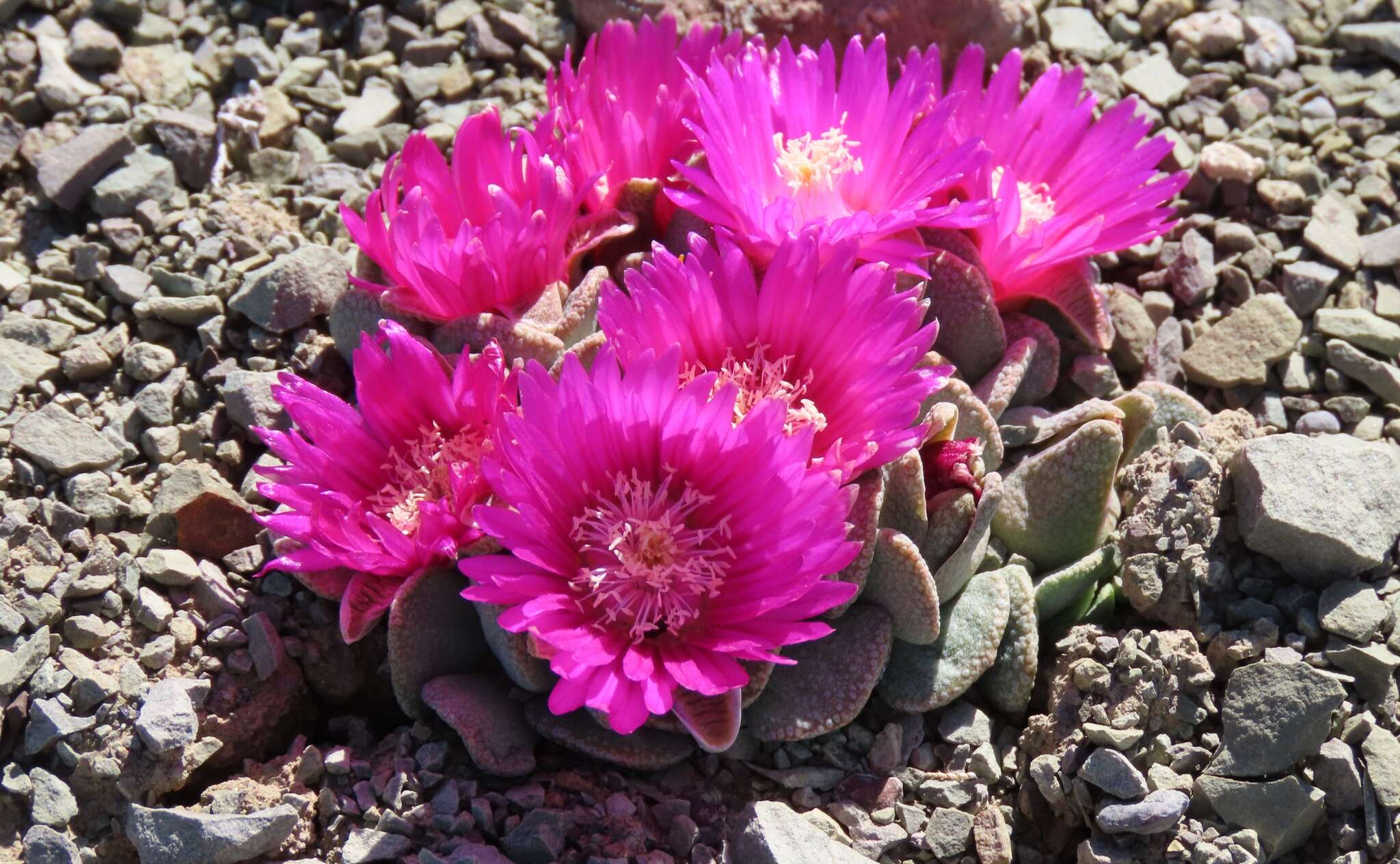 Image of Aloinopsis spathulata (Thunb.) L. Bol.