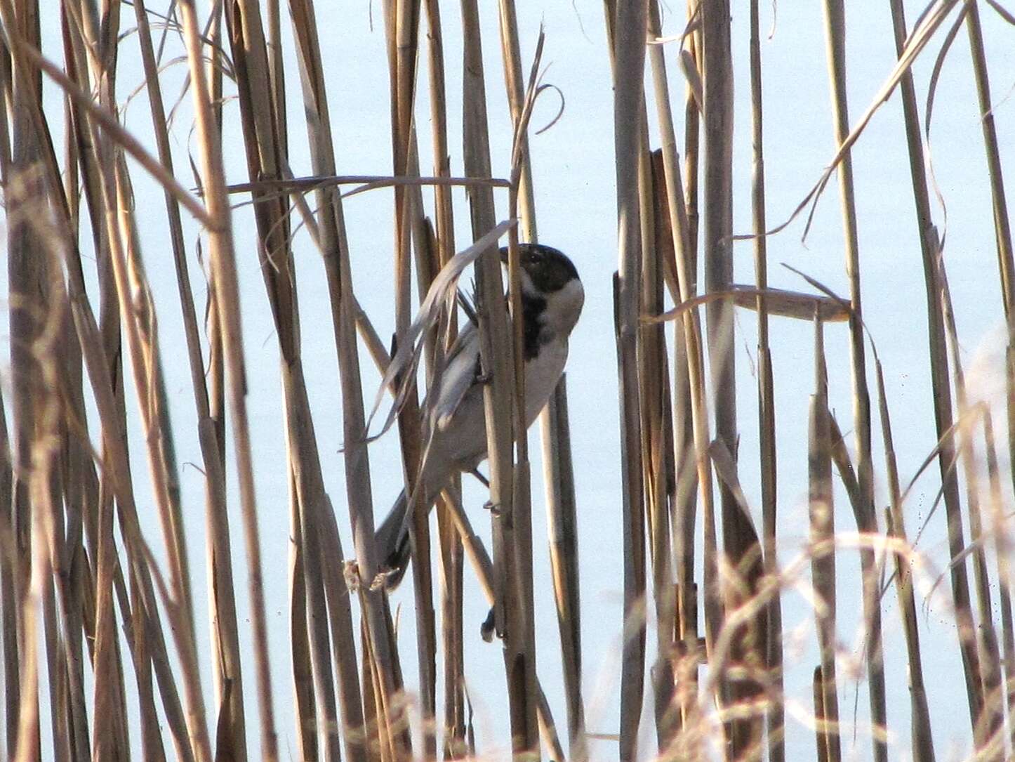 Image of Emberiza schoeniclus stresemanni Steinbacher 1930