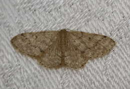 صورة Idaea pilosata Warren 1898