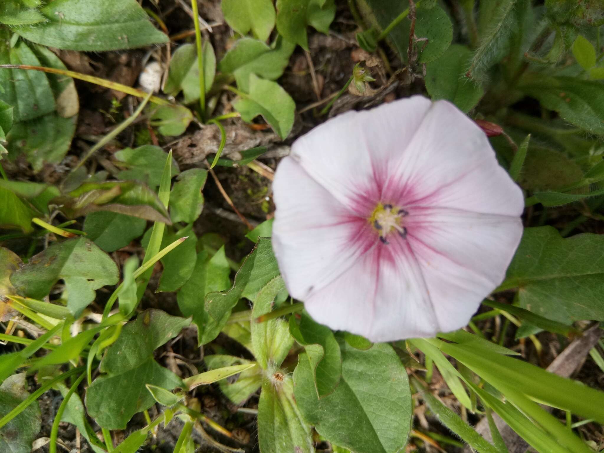 Image de Convolvulus durandoi Pomel