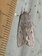 Image of Gray-streaked Armywom Moth