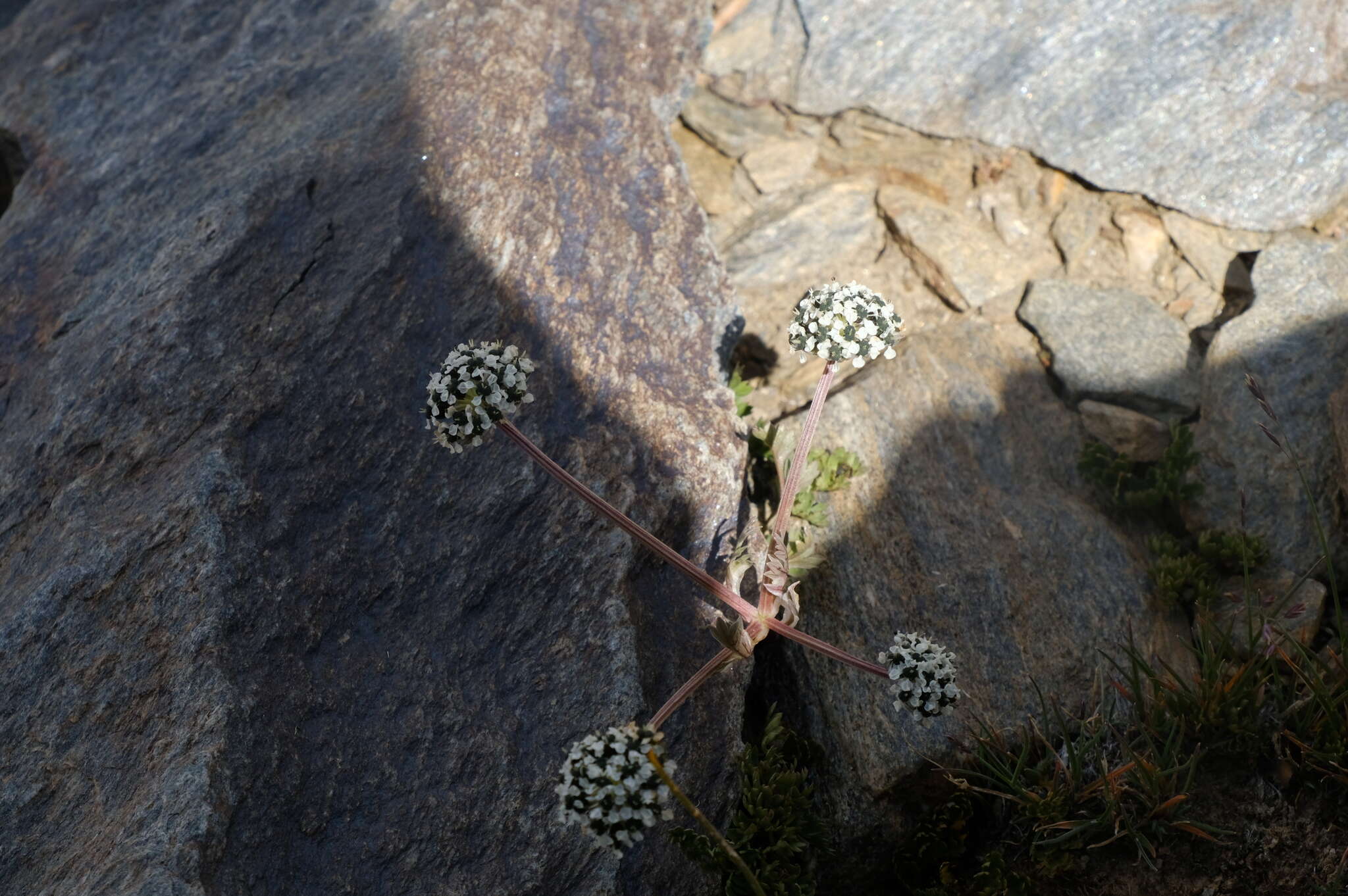 Image of Hymenidium nanum (Rupr.) M. G. Pimenov & E. V. Kljuykov