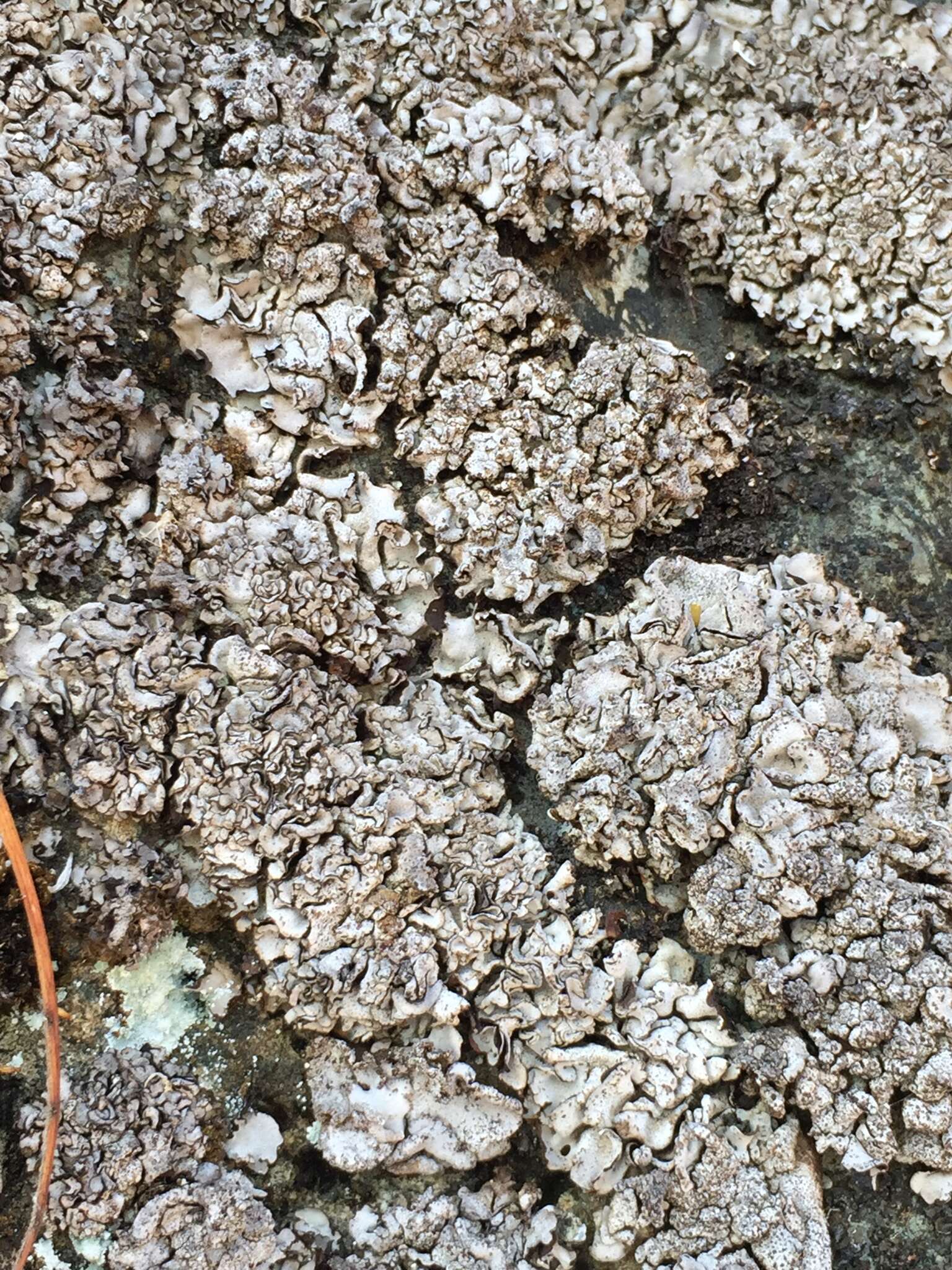 Image of intestine silverskin lichen